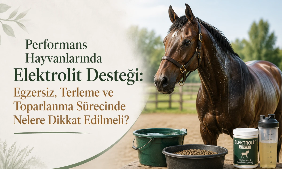 Vetpazar